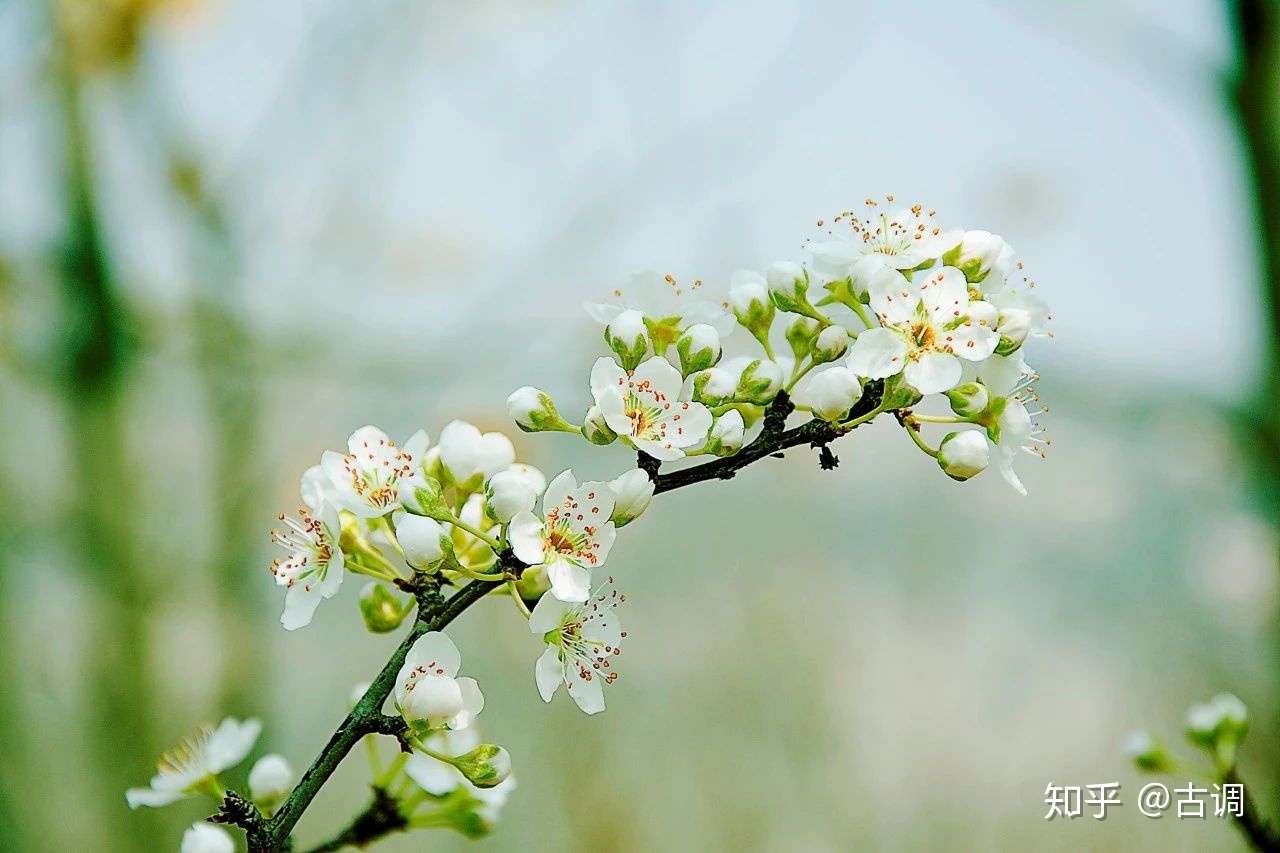 15种开在春天的花 15种春天里的诗意 知乎