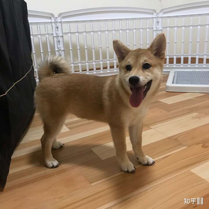 新买的柴犬,怎么越来越像土狗?