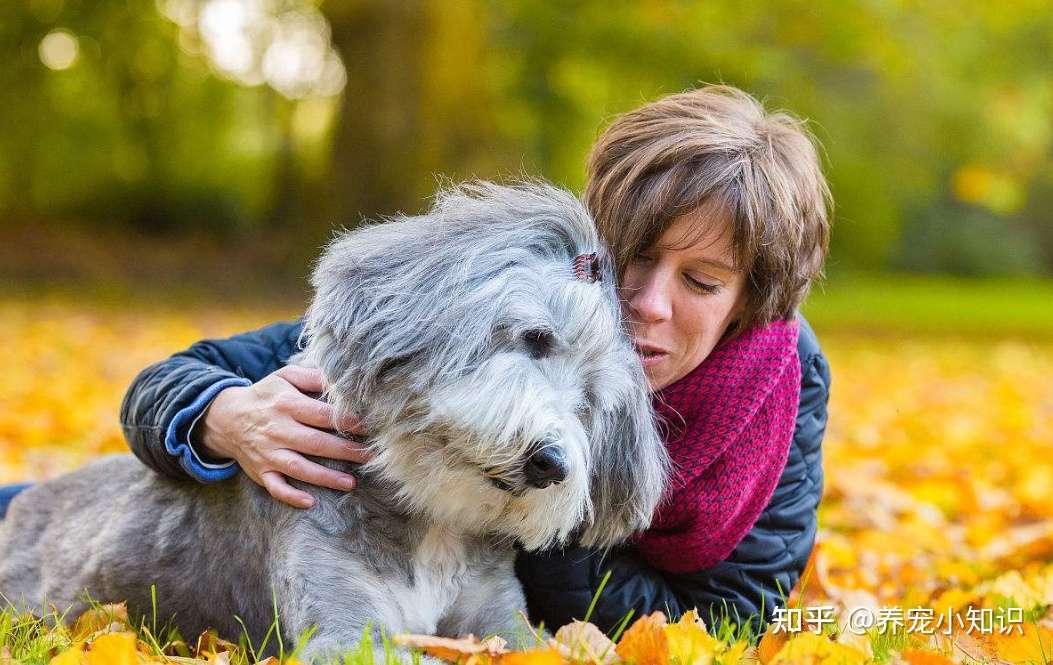 老年犬常犯的几种疾病 为了狗狗健康长寿 主人一定要看看 知乎