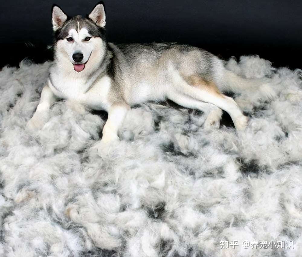 哈士奇为什么一年四季都在掉毛 这几个问题 宠主注意下 知乎