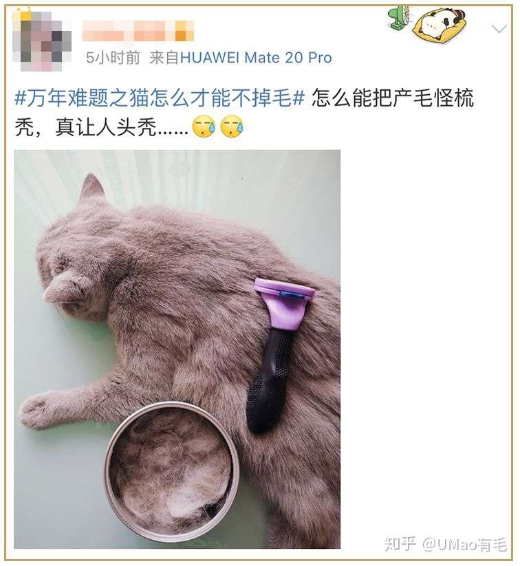 为啥猫咪每天掉毛依然毛茸茸 别酸啦 其实猫也是会秃的 知乎