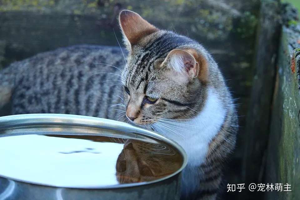 猫咪的喝水量突然增加 有可能是这几个原因 知乎
