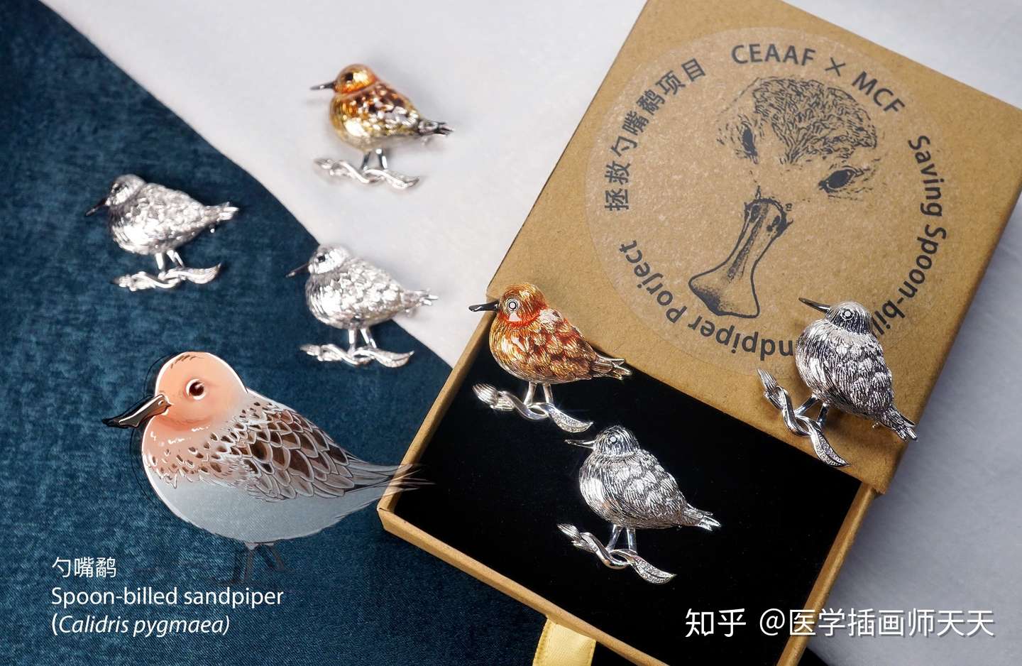 珠宝设计x 生物医学插画 物种保育 Hi 来认识极危萌鸟勺嘴鹬 知乎