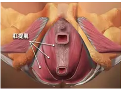 主性器官:卵巢: ◎生殖功能:排卵◎内分泌:雌激素(e),孕激素(p)附性