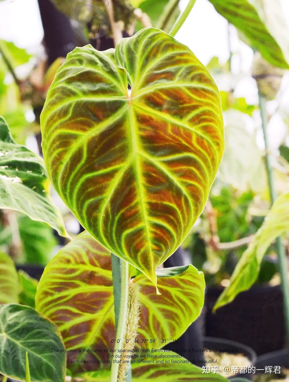 网红植物：各种各样的蔓绿绒及其养护技巧- 知乎