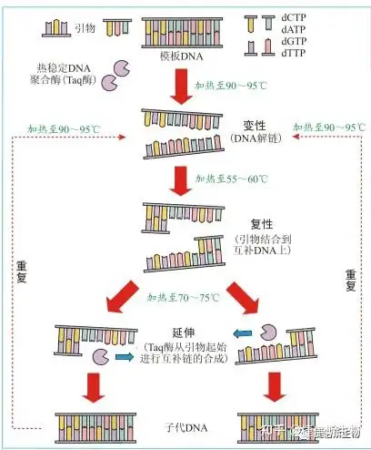 pcr复制三次过程图图片