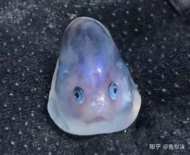 全身透明的鱼，是魔鬼？还是天使？ - 知乎
