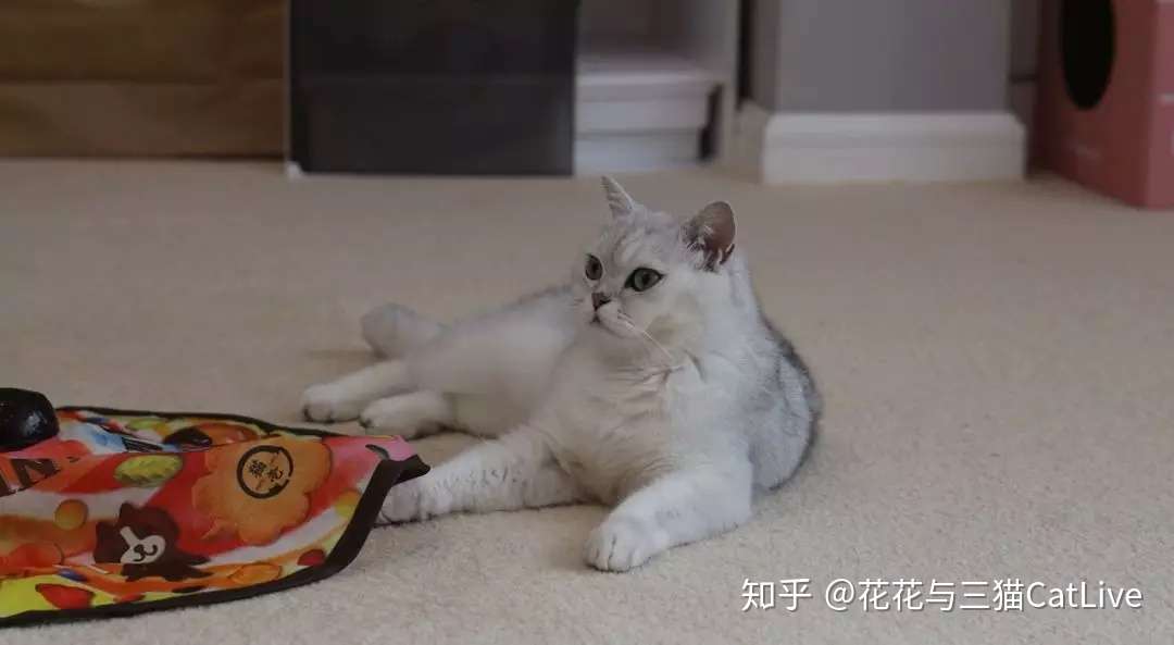 猫咪吃虫瘿果和吃猫薄荷 效果会有什么区别 知乎