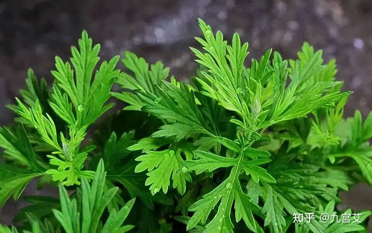 食用艾与药用艾有什么区别 哪些人群不适合食用艾草 知乎