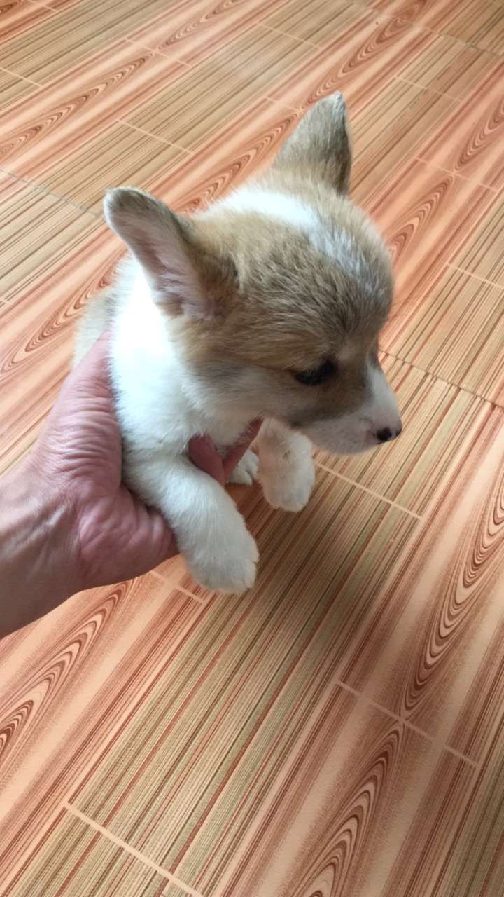 这样的柯基是失格了吗?