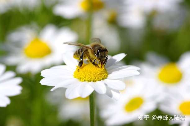 蜜蜂会发现蜜没了吗？ 蜜蜂会不会