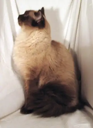 这是布偶猫还是伯曼猫? - 知乎