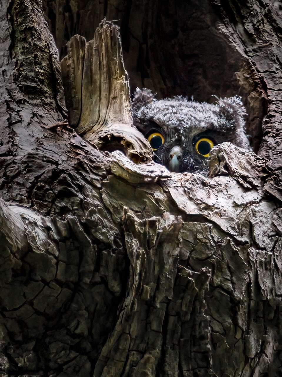 苏澄宇 的想法: 暗中观察的西部鸣角鸮 credit: keith wal… - 知乎