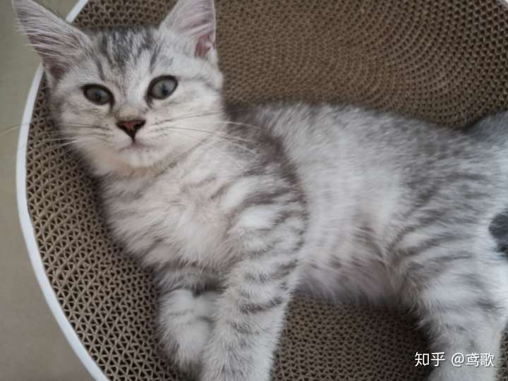 鱼骨刺和银渐层的区别,顺便问一下我家小可爱是什么品种?