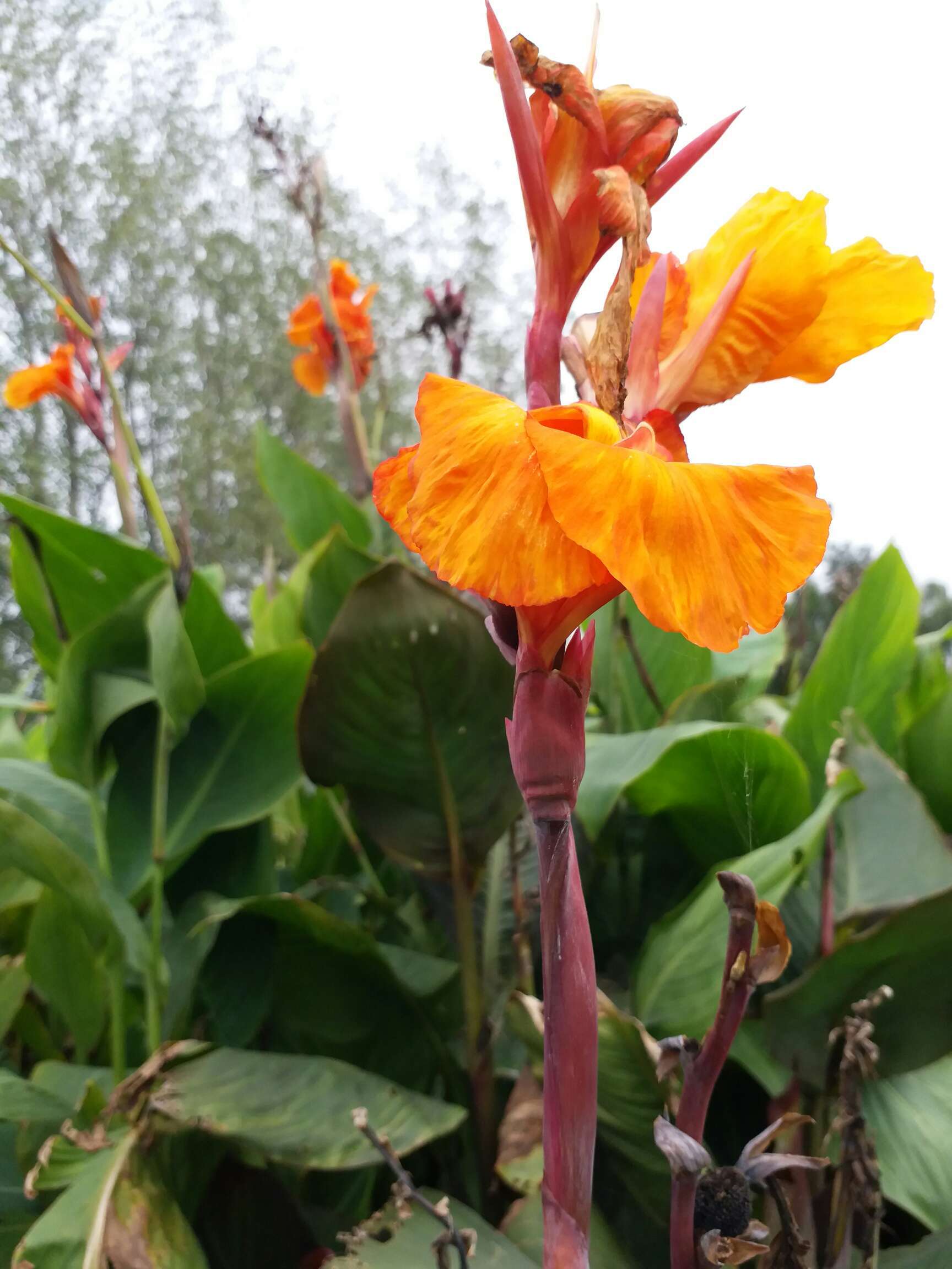 影子的衣裳 的想法: #手机摄影# 秋天的凤尾花,美得没商量 - 知乎