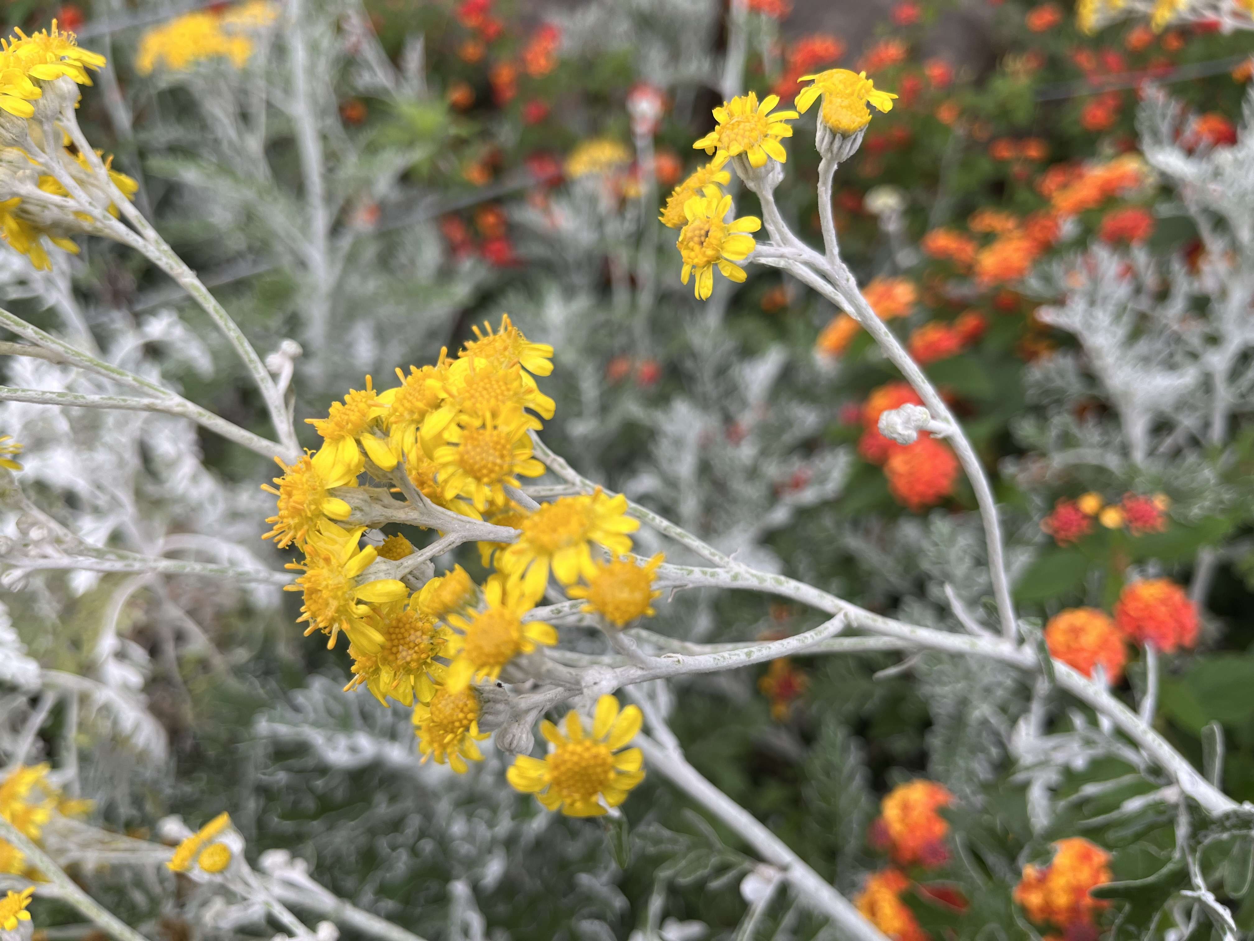朴实的百灵鸟 的想法: 银叶菊 | 1.