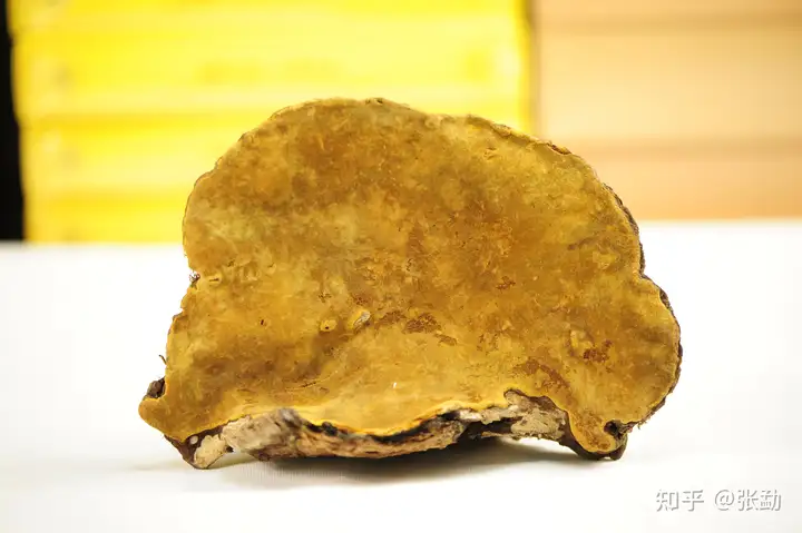 常见桑黄品种及市场价格（副图片）（桑黄有多少种颜色）