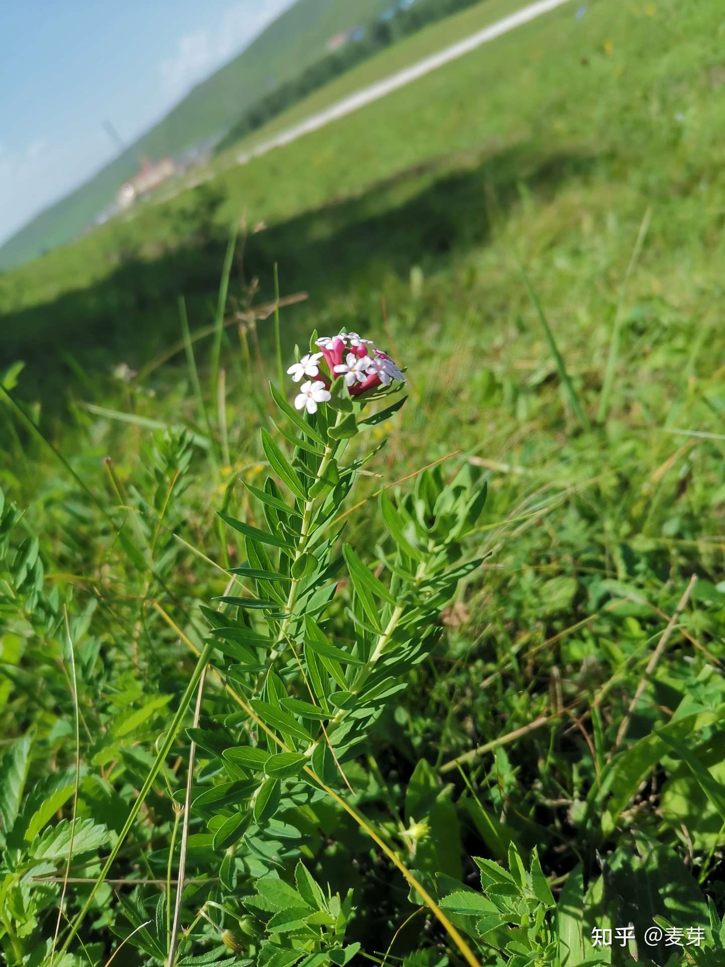 狼毒 够毒的名字 竟是如此美丽的植物 知乎