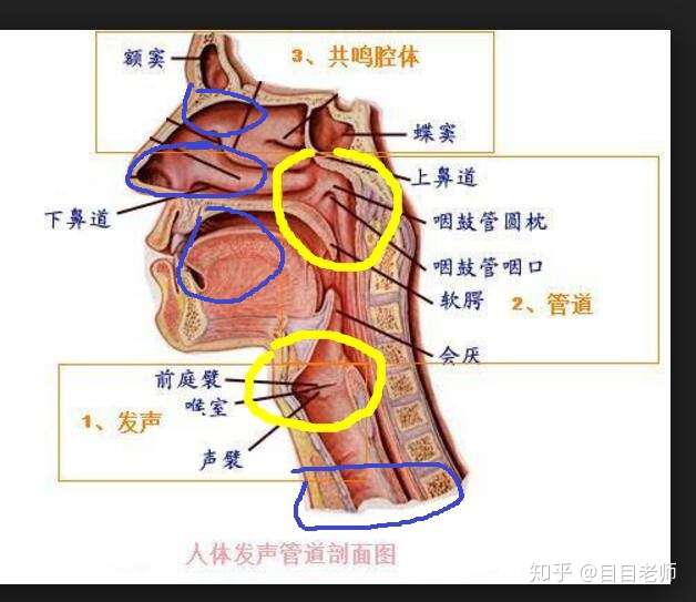 咽与喉的区别图片