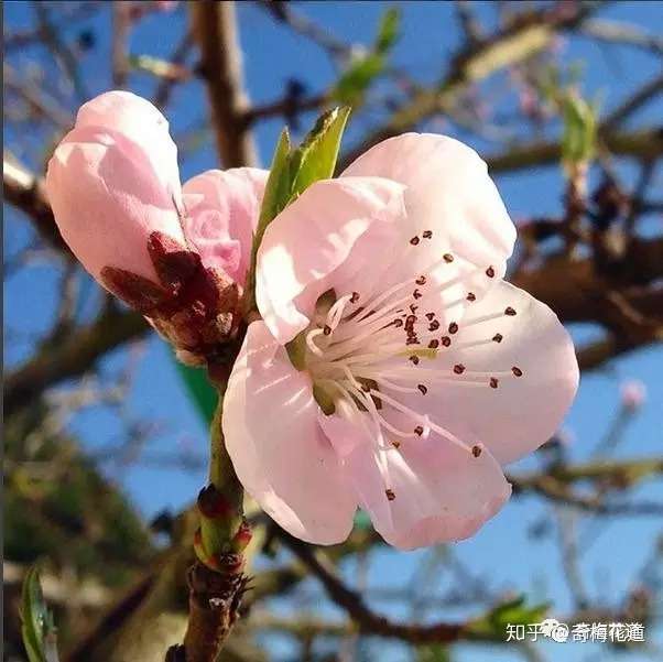一分钟让你快速分辨桃花 李花 梅花 杏花 知乎