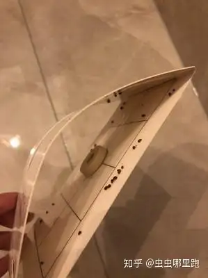 烟草甲虫怎么根治