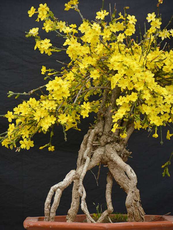 迎春花盆景如何制作 知乎