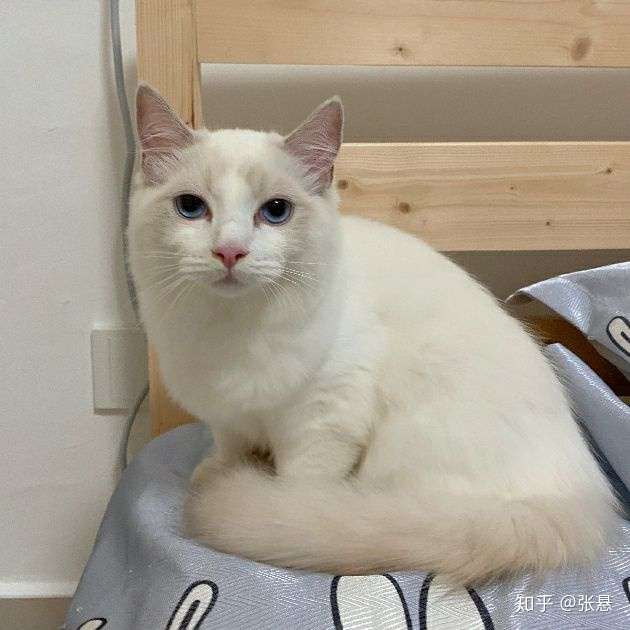 1500元内能买到品相好的布偶猫吗