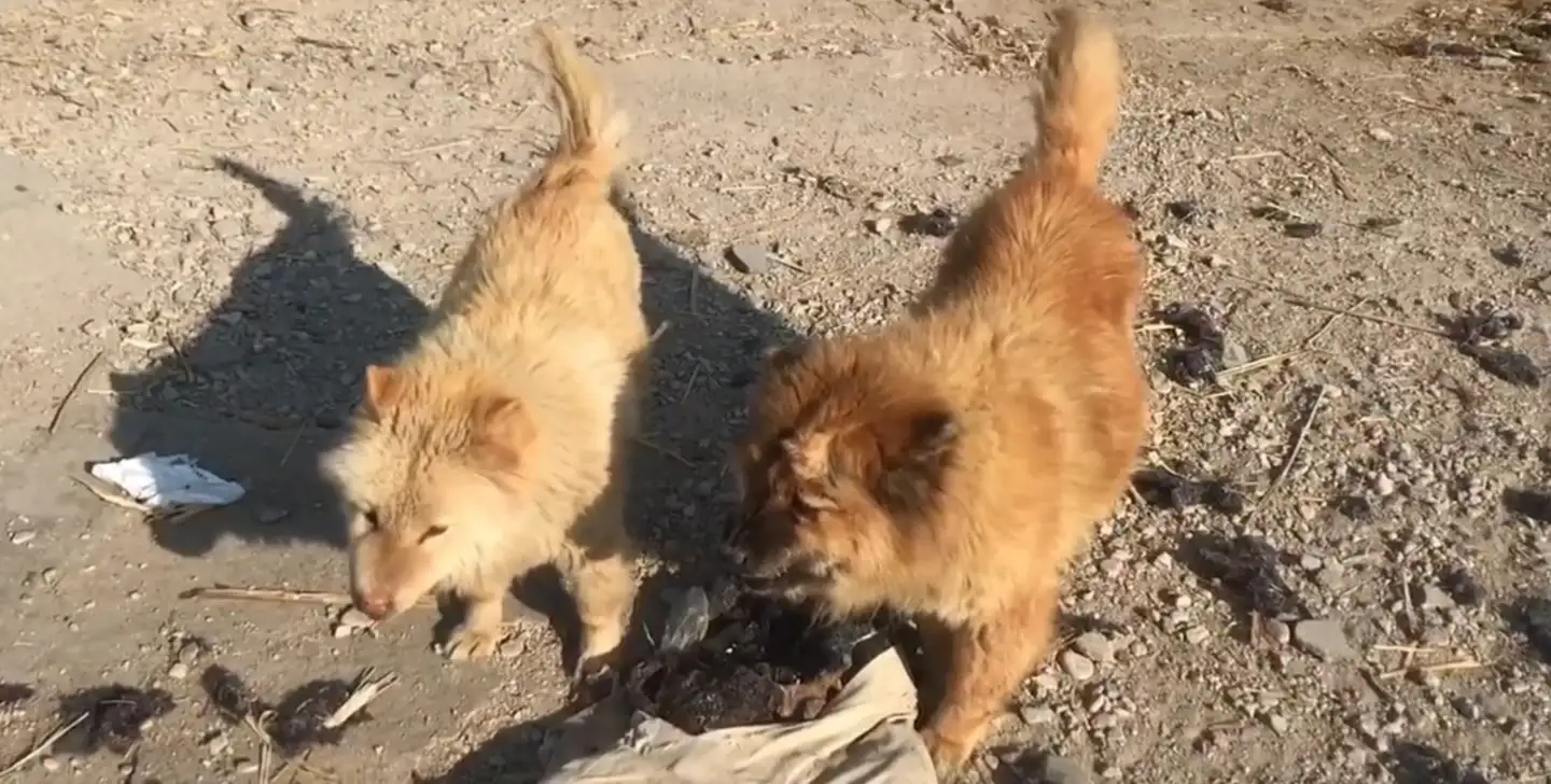 本犬纲目 中国本土狗品种大全 知乎