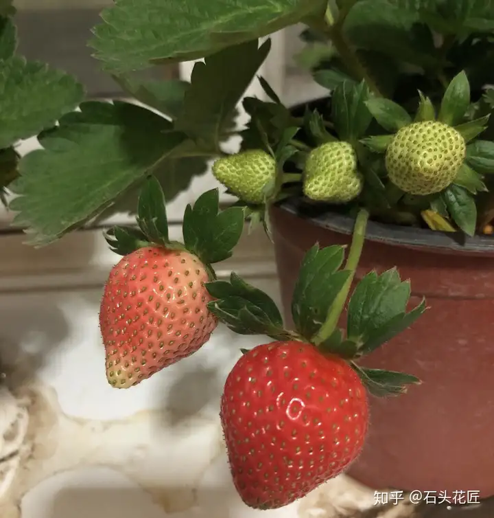 阳台盆栽草莓，想开花结果？这3点缺一不可，果子挂满盆（家种草莓好不好吃）干货分享