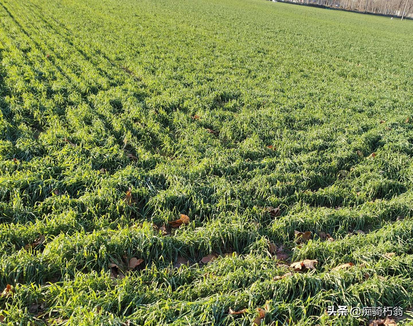 图片[7]-小麦生长关键期管理措施-乐学小窝