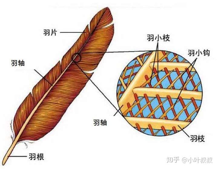 羽毛的结构