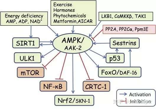 逆转衰老,抗击癌症,延年益寿的ampk,怎么激活它是关键! - 知乎