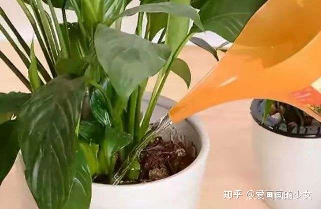 用 3种水 来浇花 枝叶繁茂 开花艳丽 花苞更多 叶子绿油油 知乎