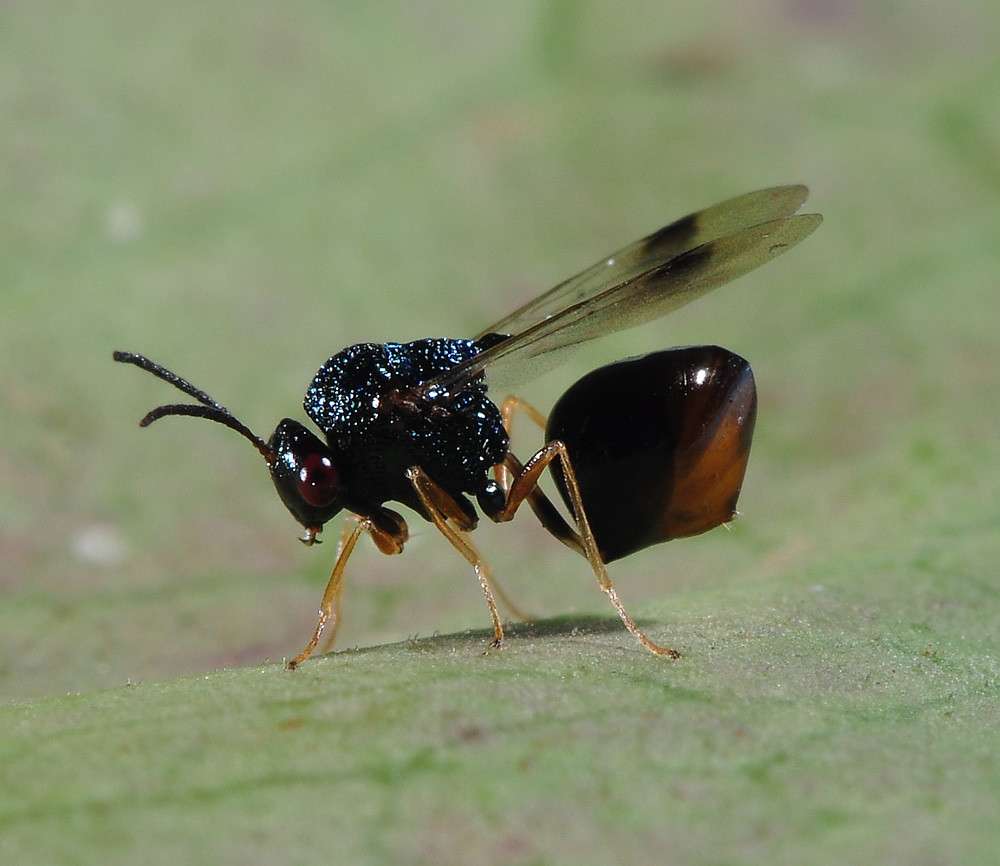 环形剧场现任负责人 的想法: 蚁小蜂科eucharitidae和圣餐eucharisti