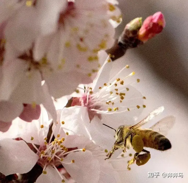 蜜蜂在采蜜时什么花都会采，那蜂蜜是怎么区分槐花还是枣花或者是其他花的呢？