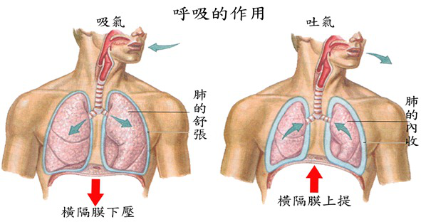 腹式呼吸的解剖学依据是什么?