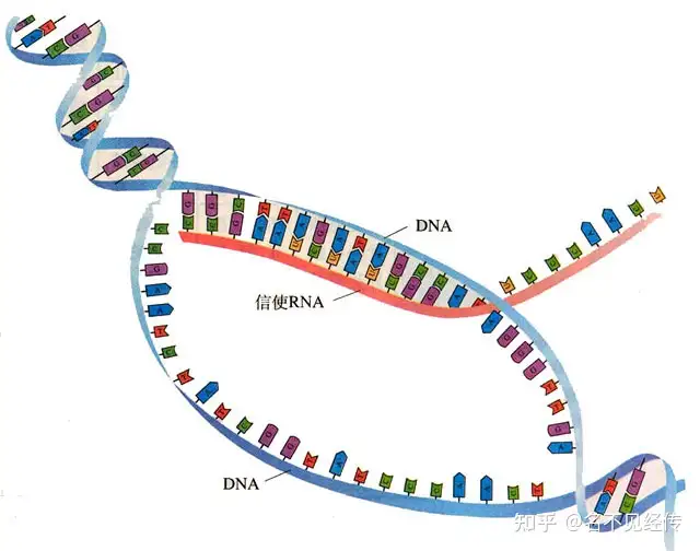 DNA 是如何在细胞内进行复制的？ - 知乎