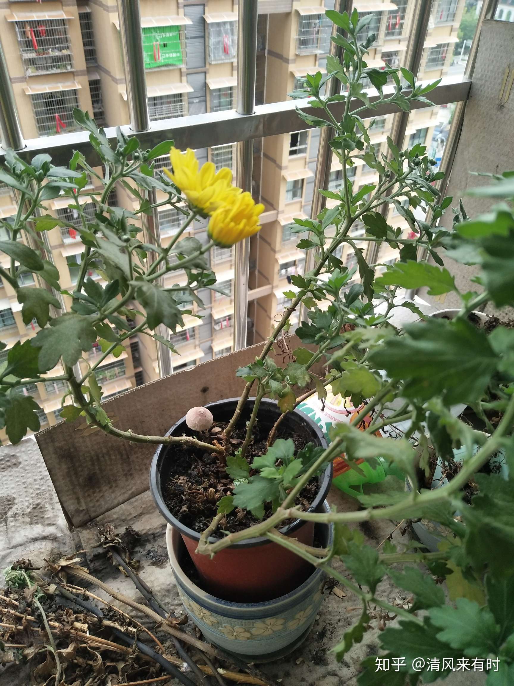 清·风来有时 的想法: 去年路边买回来的菊花,被我干干涝涝的养