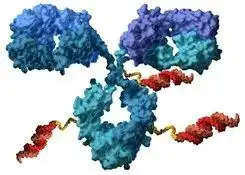 從分類上屬於偶聯抗體的一種,類似於目前火熱的抗體偶聯藥物(antibody