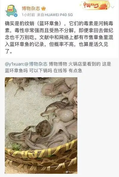网友吃火锅菜品中发现蓝环章鱼险丧命，专家：毒素为河豚毒素，受热不分解，如何看待此事？