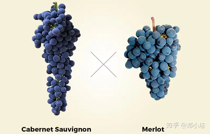 Difference Between Cabernet Sauvignon and Merlot