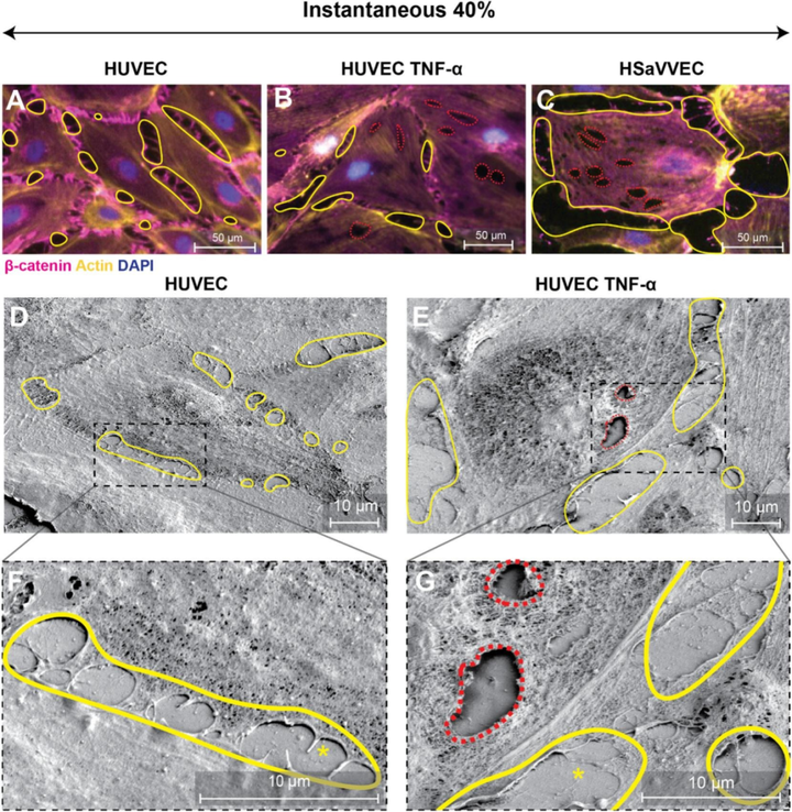 拉伸誘導的內皮細胞單層損傷