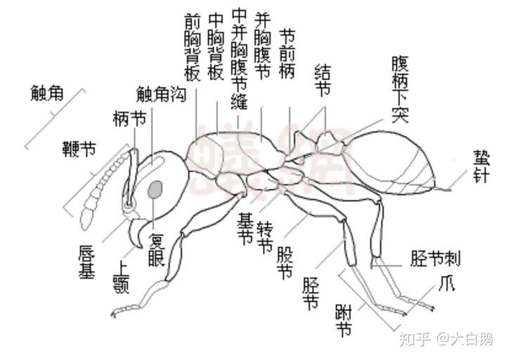 肿腿蜂简单辨认