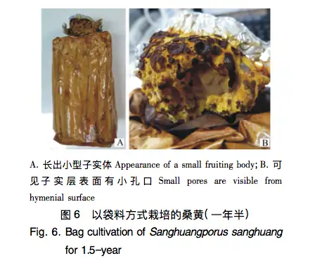 多少钱一斤的桑黄才是真桑黄？（市场上的桑黄多少钱一斤）