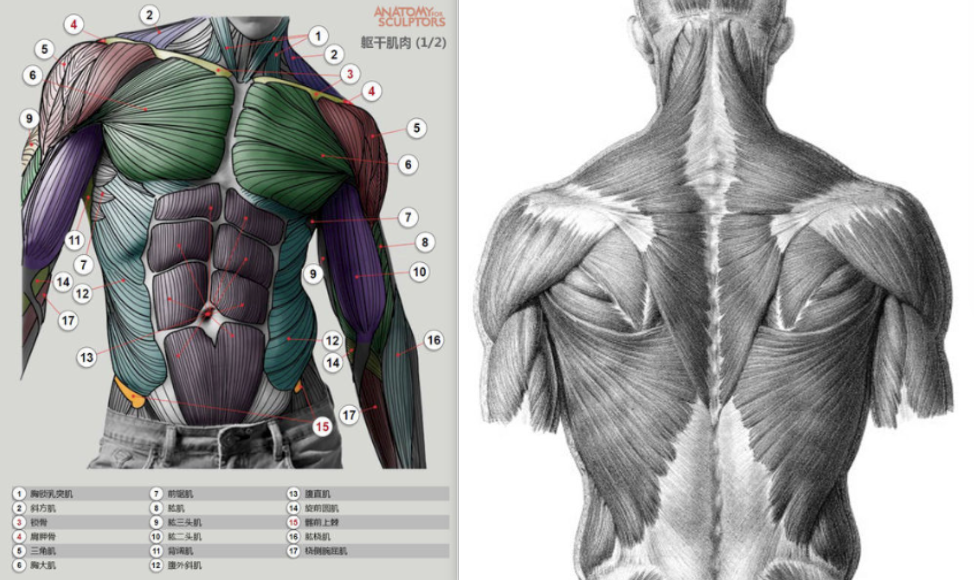 绘画人体 肌肉难点之 肩部范围 腋下 知乎