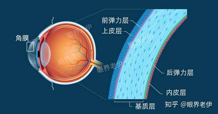 角膜及角膜結構圖