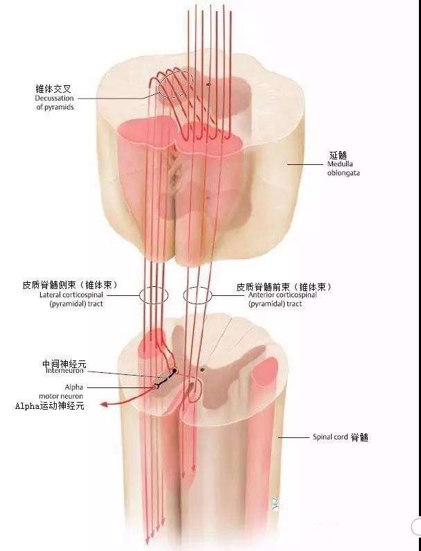 专辑 神经系统 神经传导通路怎么学 椎体系和椎体外系 知乎