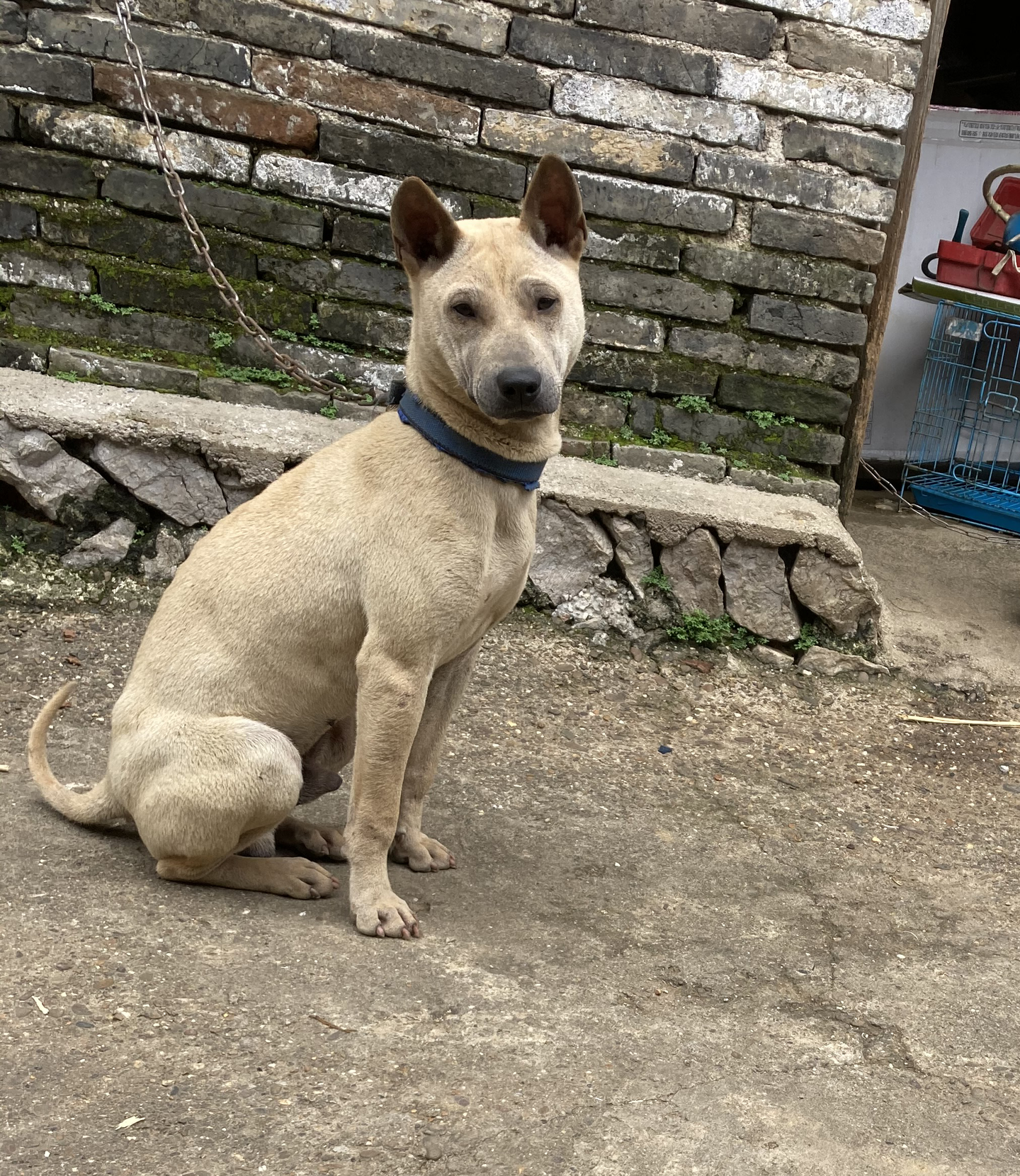 本犬纲目 中国本土狗品种大全 知乎