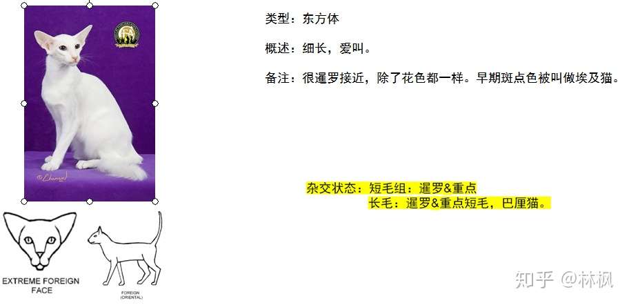 世面能看到的所有纯种猫简介 知乎
