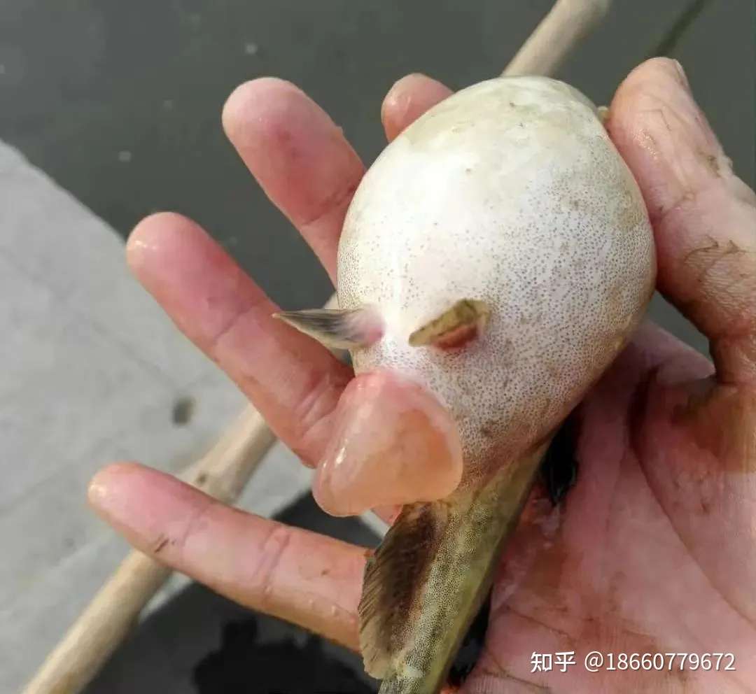 黄颡鱼 腹水病 且并发寄生虫 一定要重视提前预防 知乎